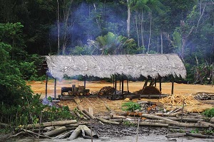 clearing rainforest house