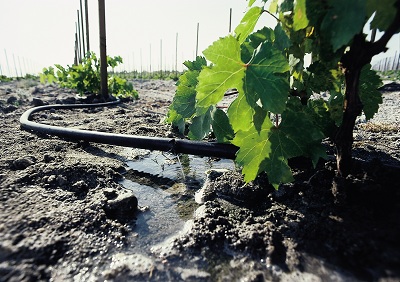 Drip irrigation