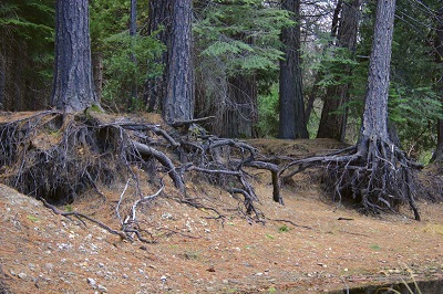 Erosion from a human trodded path near trees.