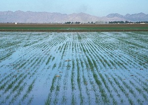 Flood irrigated field