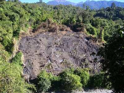 Land Clearing for Cultivation