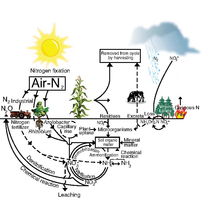 nitrogen cycle