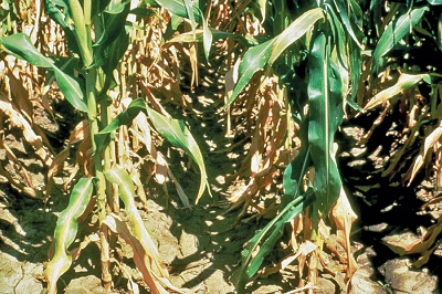 Nitrogen Deficiency