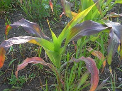 Phosphorus deficiency