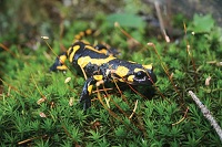 salamander