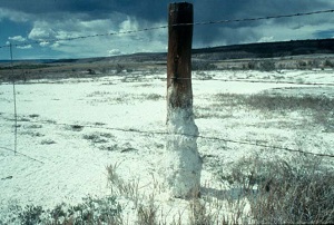 salt uptake on a fencepost