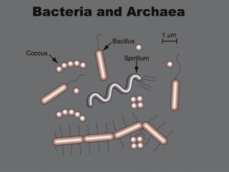 Soil bacteria