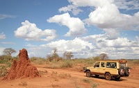 termite mound