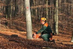 thinning trees