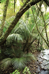 rain forest